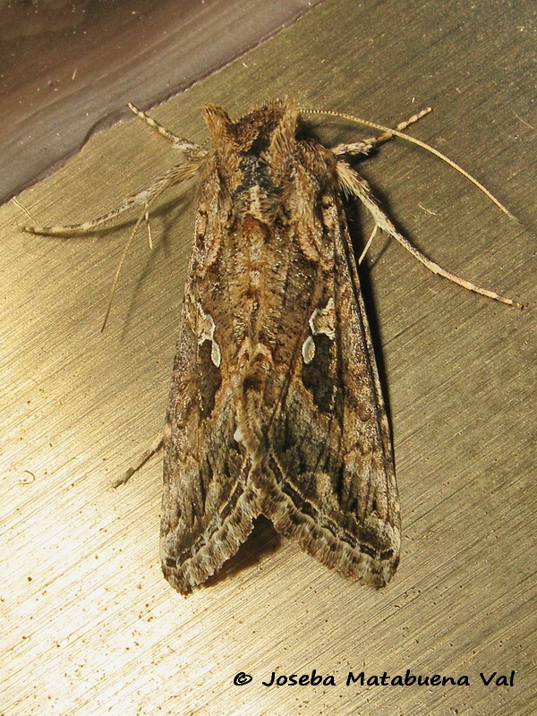 Trichoplusia ni - Noctuidae